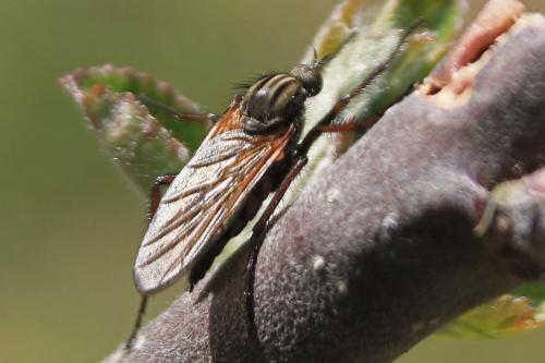 Réf. 280 955 : Empis tessellata